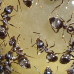 Lasius