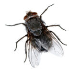 Stoffe ausloeser fliege