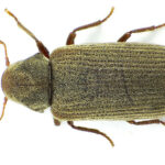 Stoffe ausloeser holzwurm