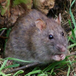 Stoffe ausloeser ratte
