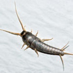 Stoffe ausloeser silberfischchen